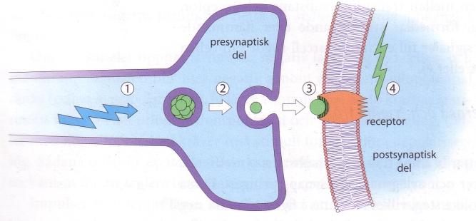 Nervsystemets Fysiologi